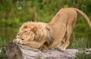 Что означает знак зодиака лев Какие бывают львы по гороскопу