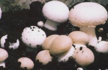 Сонник: к чему снятся грибы во сне?