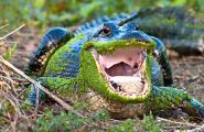 Если крокодил нападает во сне, приходится убегать от него